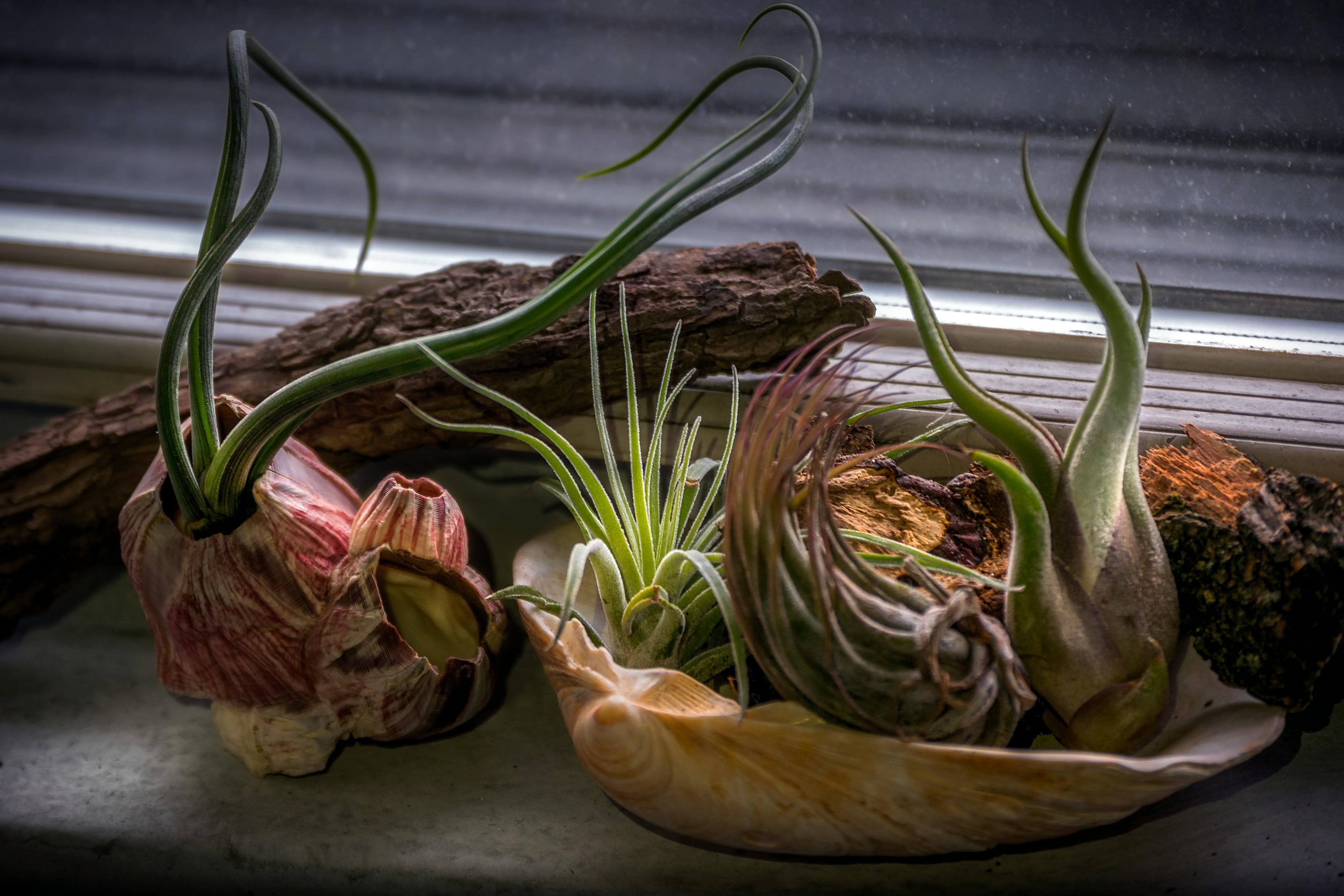 Air Plants & Succulents