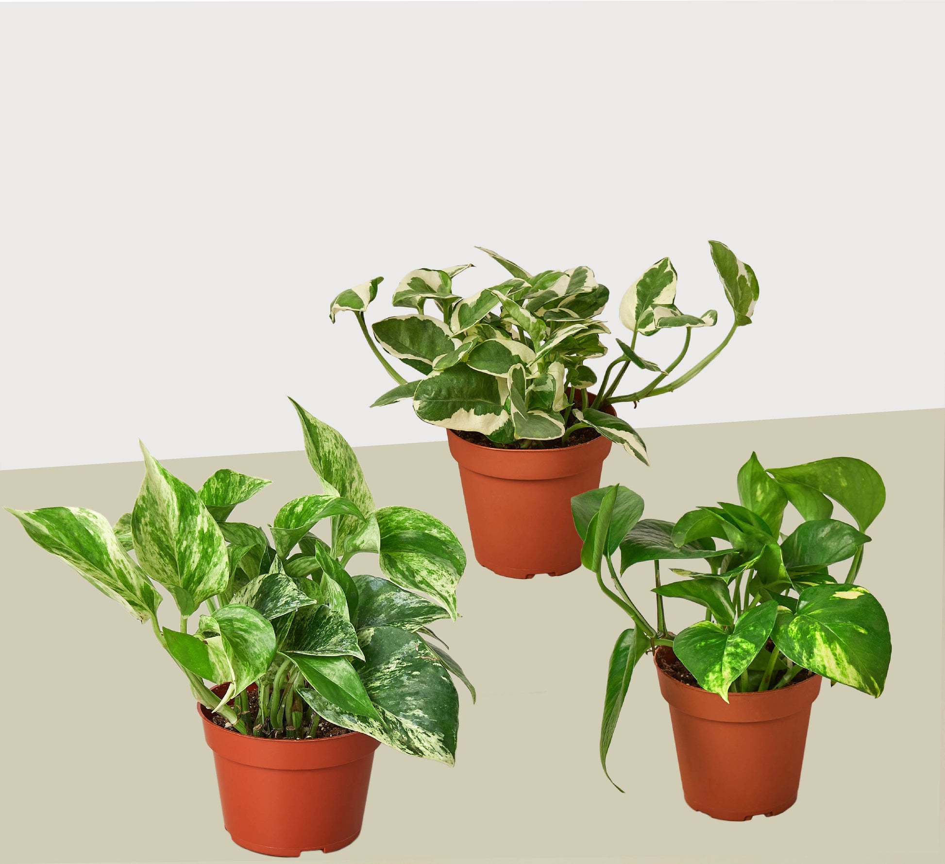 3 Pothos Variety Pack / 4" Pot