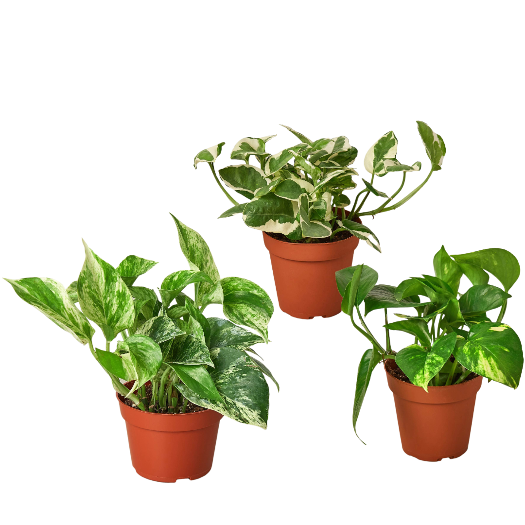 3 Pothos Variety Pack / 4" Pot