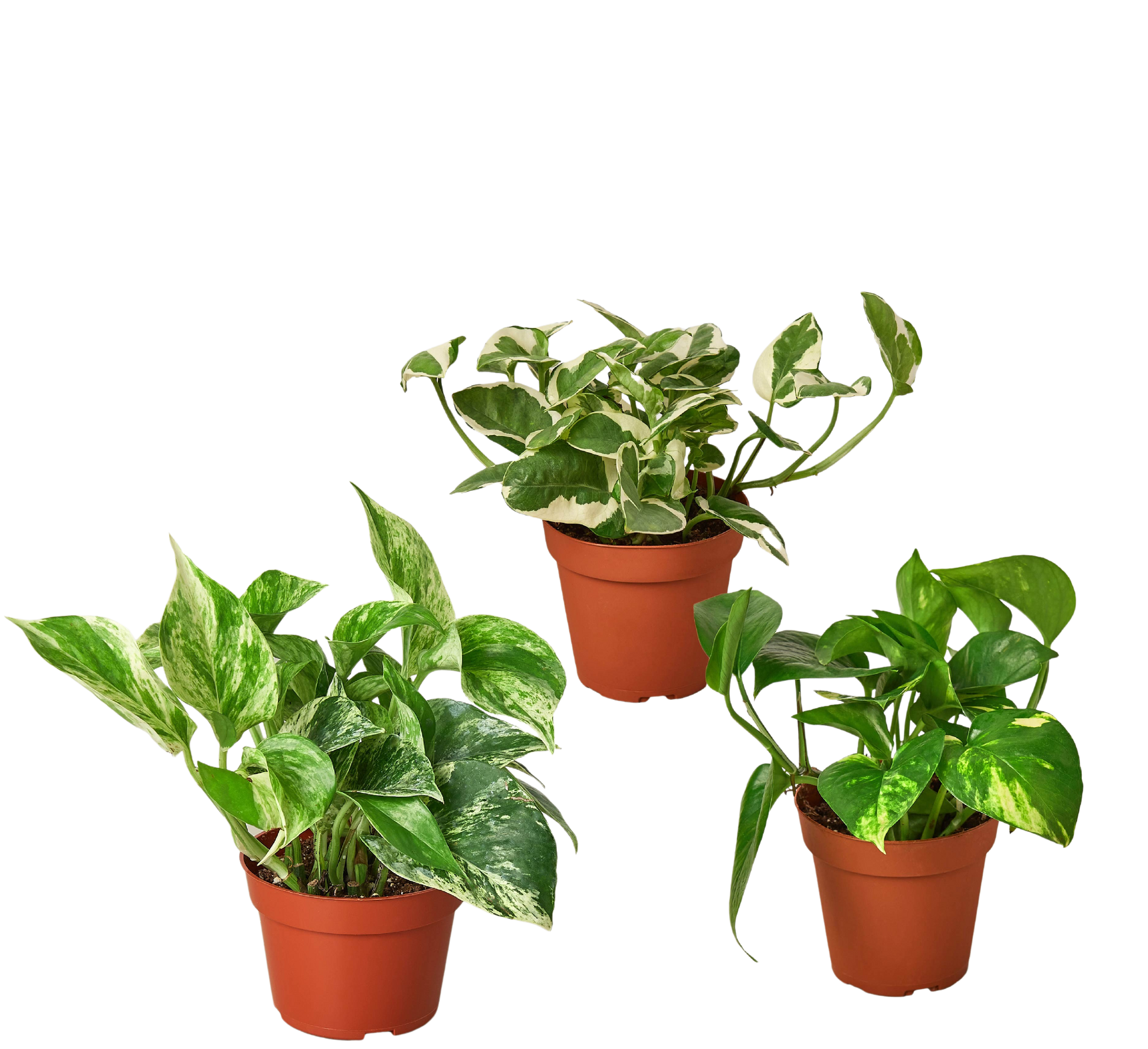 3 Pothos Variety Pack / 4" Pot