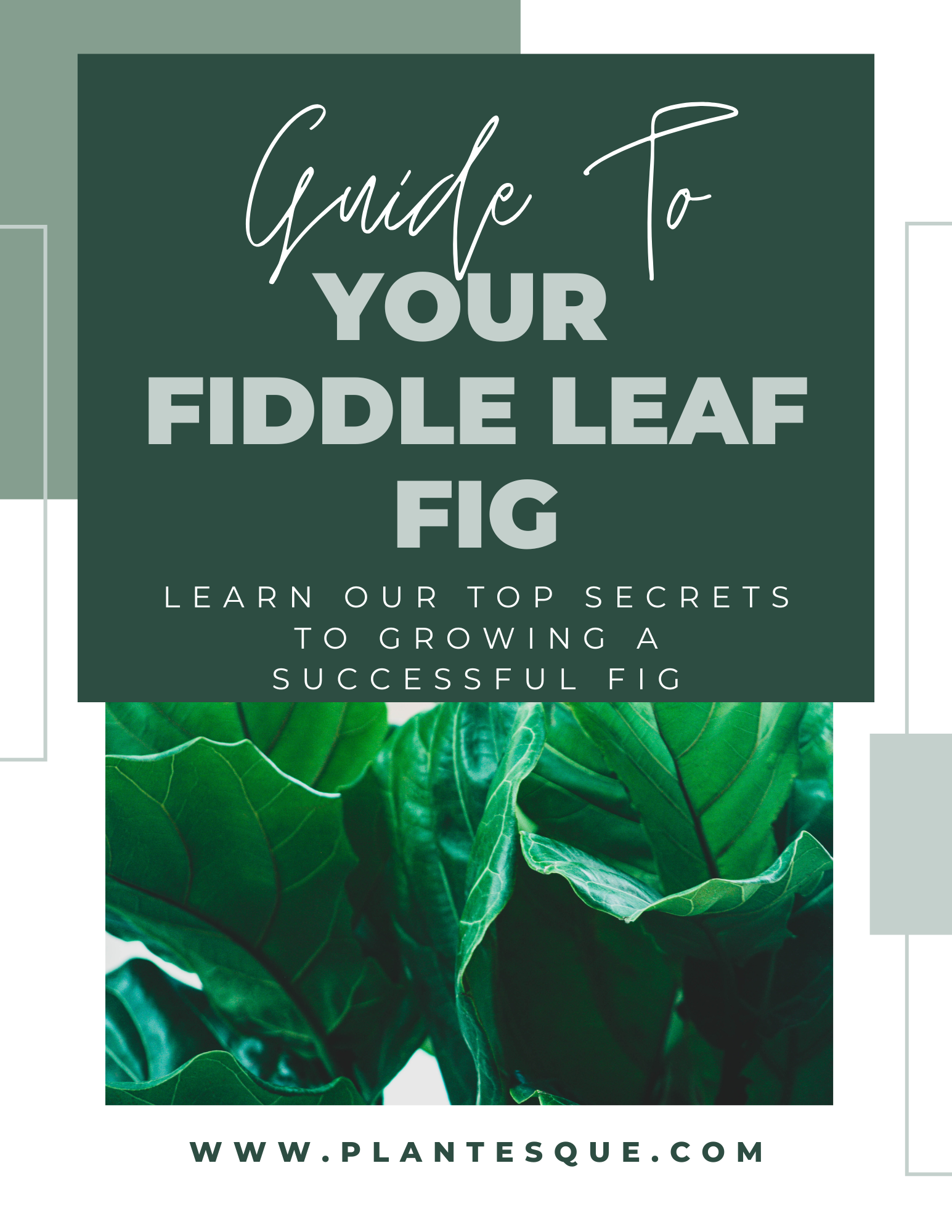 Guide To Fiddle Leaf Fig